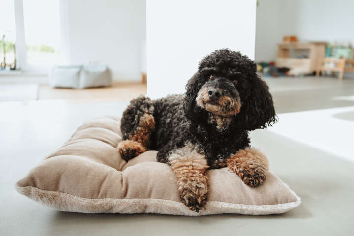 HUNTER Hundebett Rockford